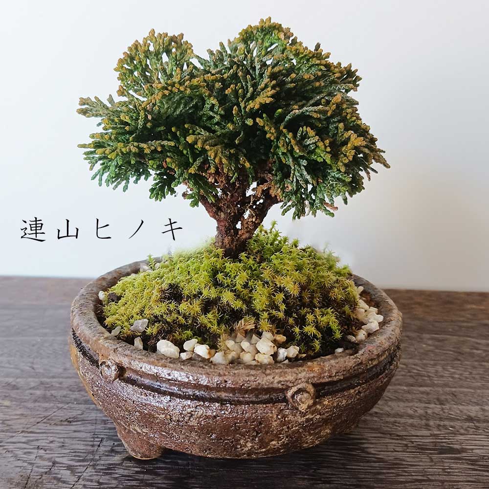 希少】竹峰 盆栽鉢 ミニ盆栽 盆栽 鉢 盆栽小鉢 盆栽鉢 植木鉢 ミニ盆栽