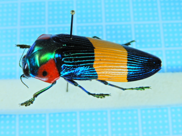 オウサマムカシタマムシ 激レア オウサマムカシタマムシ クロモンベニ