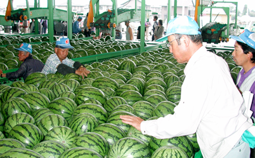 1811【2L】JA松本ハイランドすいか1玉 （約7kg）【2025年7月中旬～8月